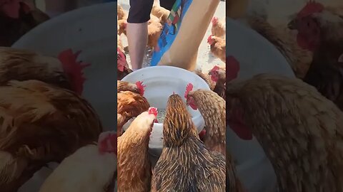 #chickens #layers #free-range #feedingtime #homesteading #farmlife