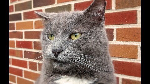 Funniest Animals 2024 😂😂 Best Cats and Dogs Videos 🐶😸