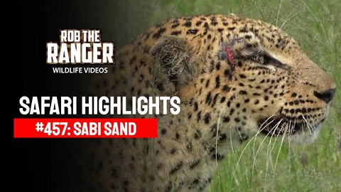 Safari Highlights #457: 01 - 03 February 2017 | Sabi Sand Nature Reserve | Latest Wildlife Sightings