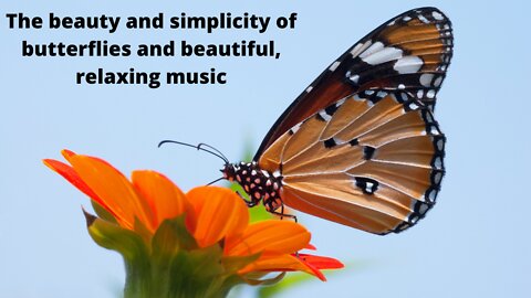 The beauty and simplicity of butterflies and beautiful, relaxing music