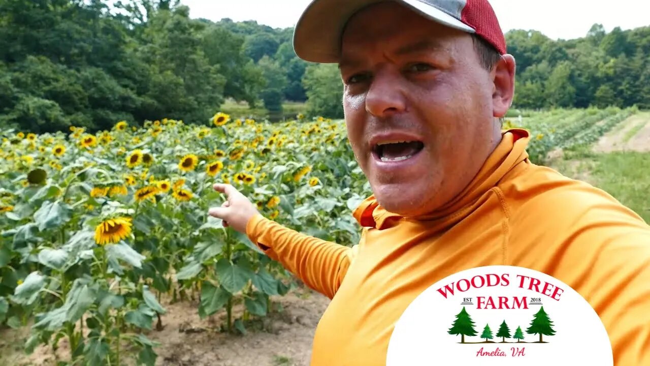 2 Sunflower Patches: Same Seed and Fertilizer, Different Result
