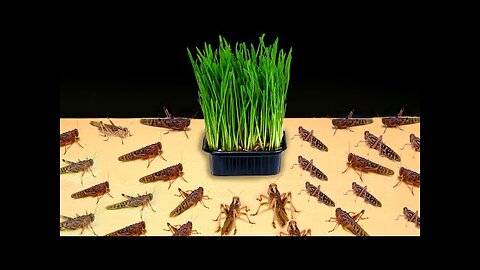 LOCUST FLOCK VS TUFT OF GRASS!