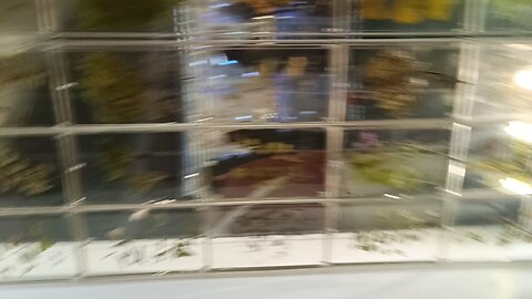 Inside in the museum of nature