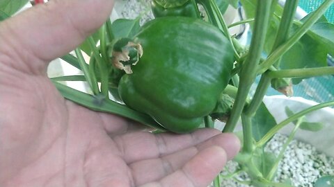 Hydroponic Capsicum Update