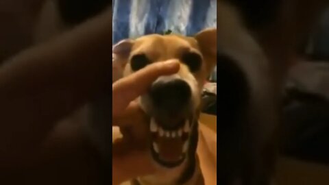 CARAMELO CANTANDO LÁ LÁ LÁ LÁ 😂😂 (se inscreve no canal) #shorts