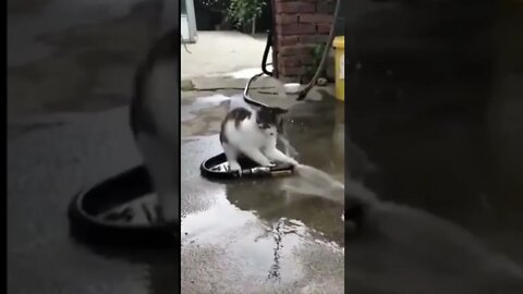 cute and funny cat4 video #shorts