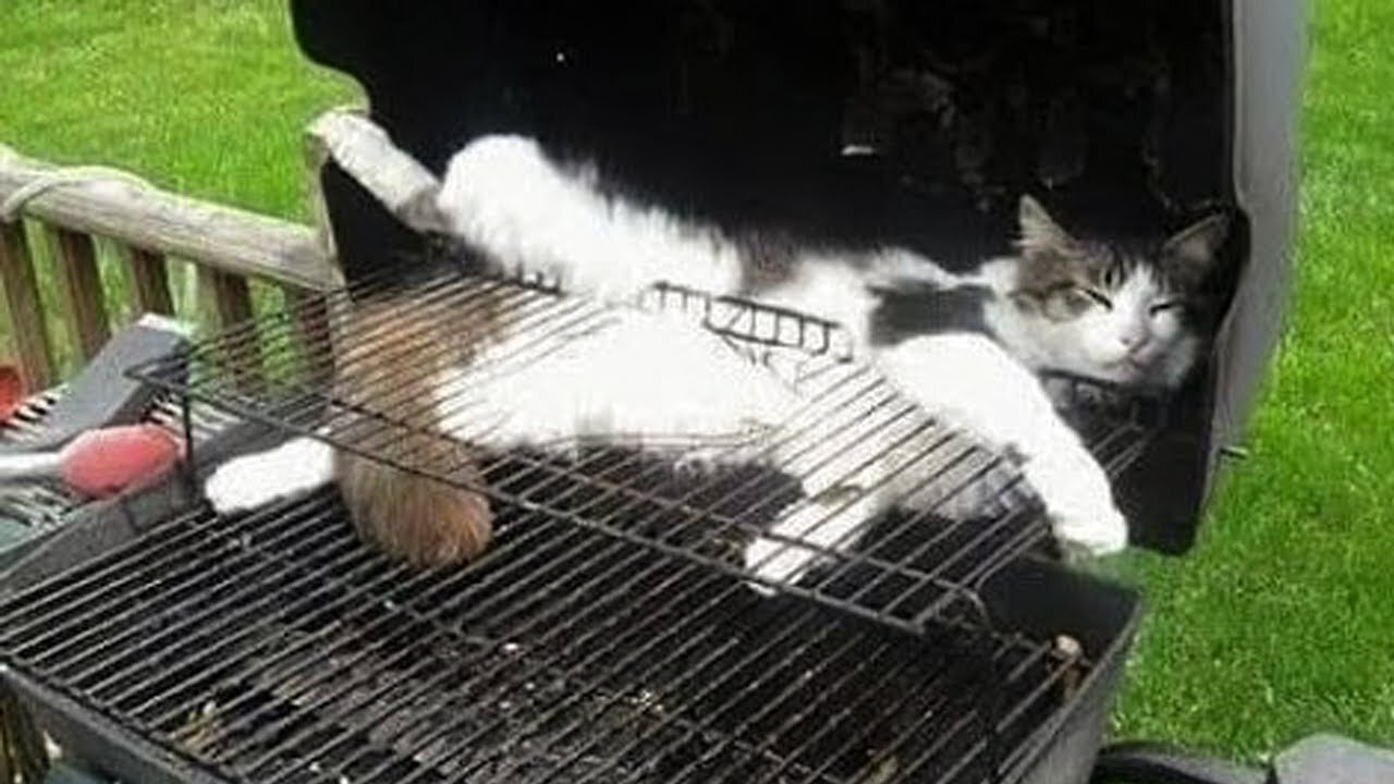 Funniest Cats 😹 - Don't try to hold back Laughter 😂 - Funny Cats Hack - 3