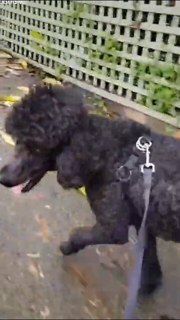 Beautiful USA Hunting Dog