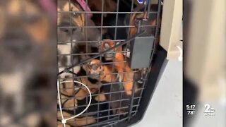 The Hero Rescue in Jarrettsville takes in pets evacuated from New Orleans during Ida