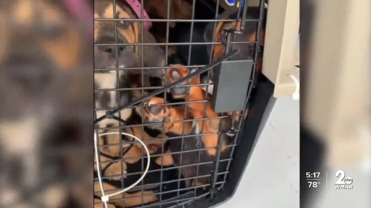 The Hero Rescue in Jarrettsville takes in pets evacuated from New Orleans during Ida