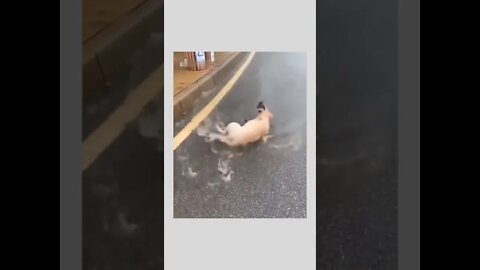 Double click if you enjoy rain like this ☺️🐶🌧️