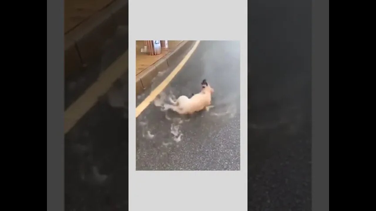 Double click if you enjoy rain like this ☺️🐶🌧️