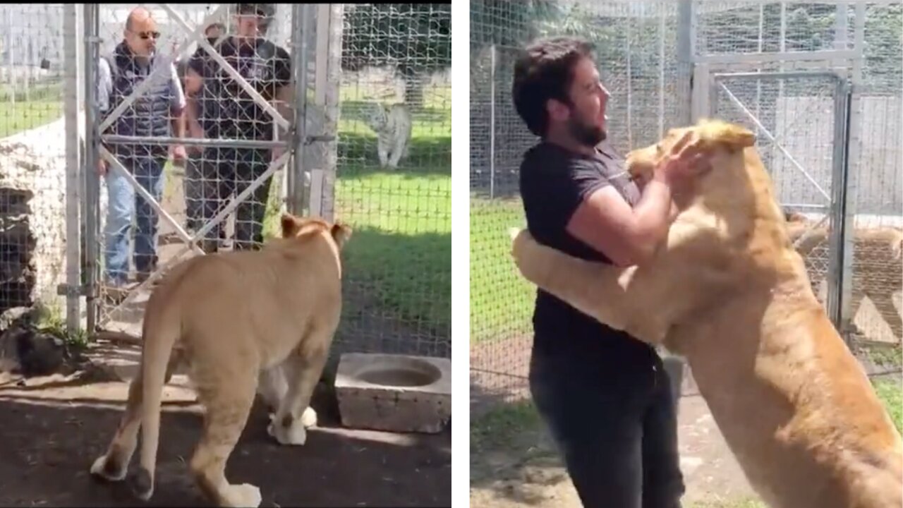 Huge Lion Joyfully Embraces And Hugs The Man Who Once Saved Her