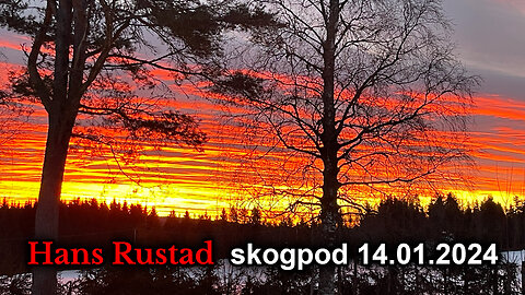 Skogpod 14. januar 2024