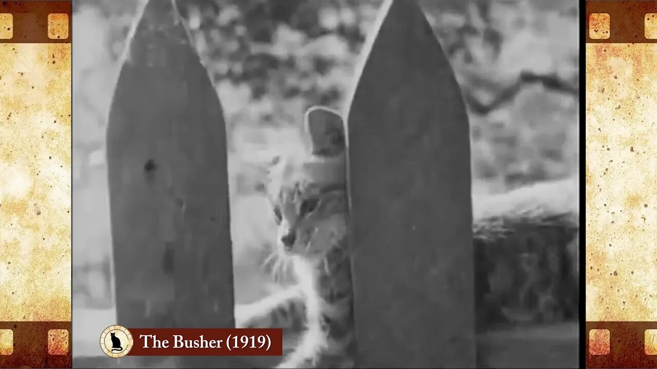 The Busher (1918) 🐱 Cat Movies 🎥🐈