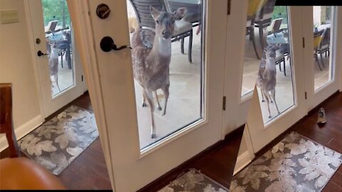 Hungry deer demands food by stomping her roof