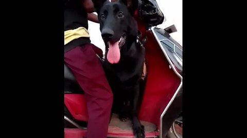 Doggy funny video #doggy funny video