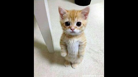 Cute cat