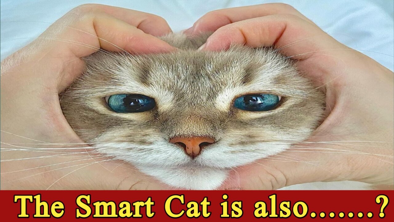 The Smart Cat Is Also Priced To Run Smartly: The Good, The Bad, And The Ugly