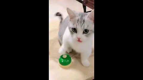 funny Animal's video l Animal's video dog and cat's for kids 2023 l funny Animal's life
