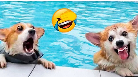 Funniest DOG Videos 2022 😂 The Best PUPPY Compilation! 🐶