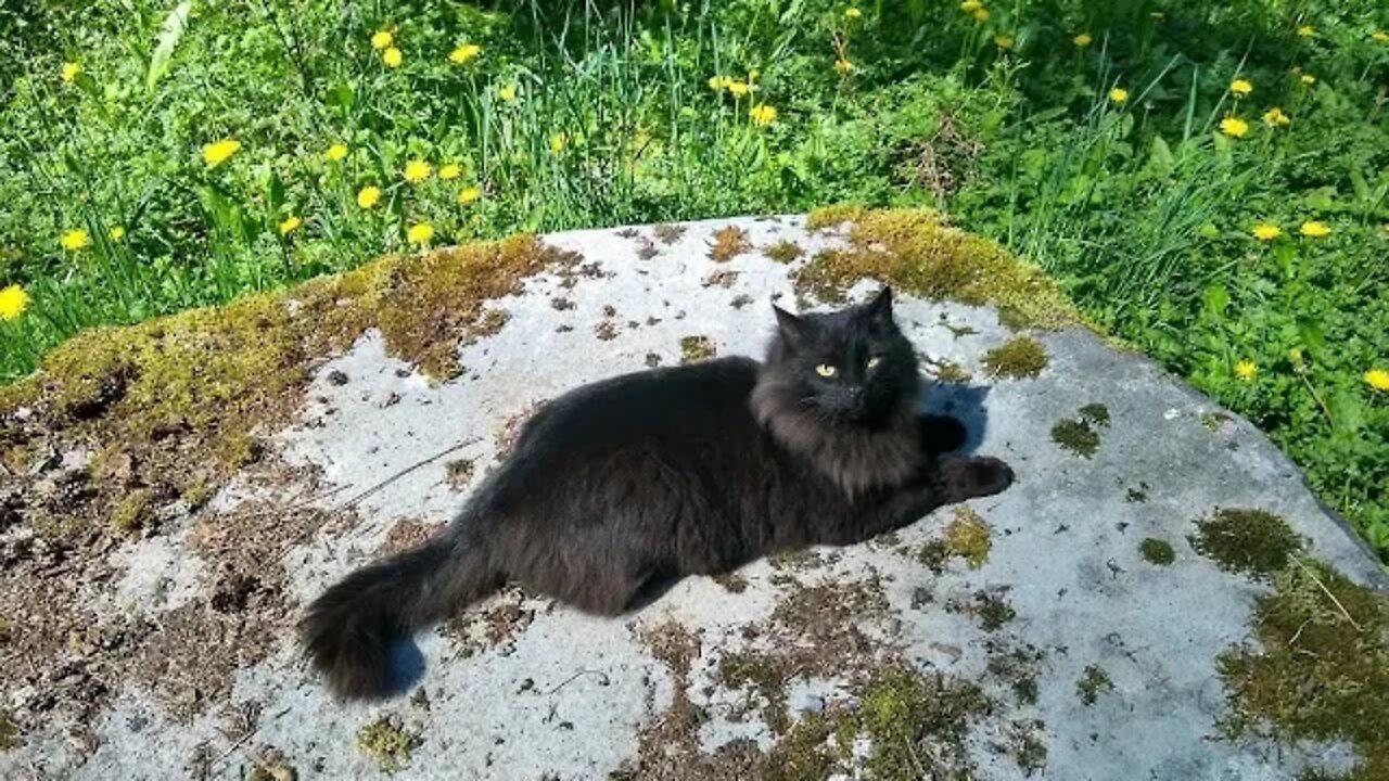 Kittens and Cuddles - Fluffy and Butter Bar Get to Know Each Other In the Most Cattish of Ways
