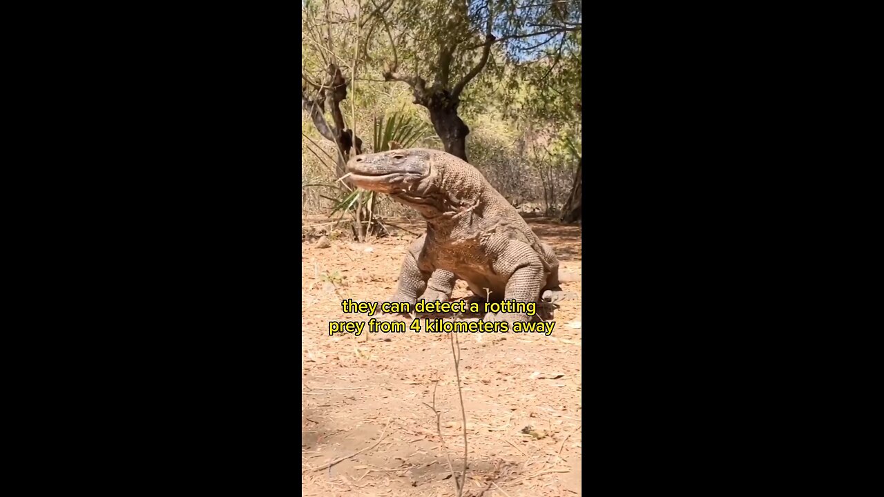 Komodo dragon facts!