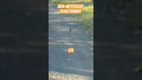 Road Runner! #shorts #nature #wildlife #roadrunners #birds