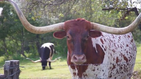Yacks In The Middle Of A Green Pasture Tracking Shot