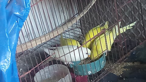 Cute panchi brid