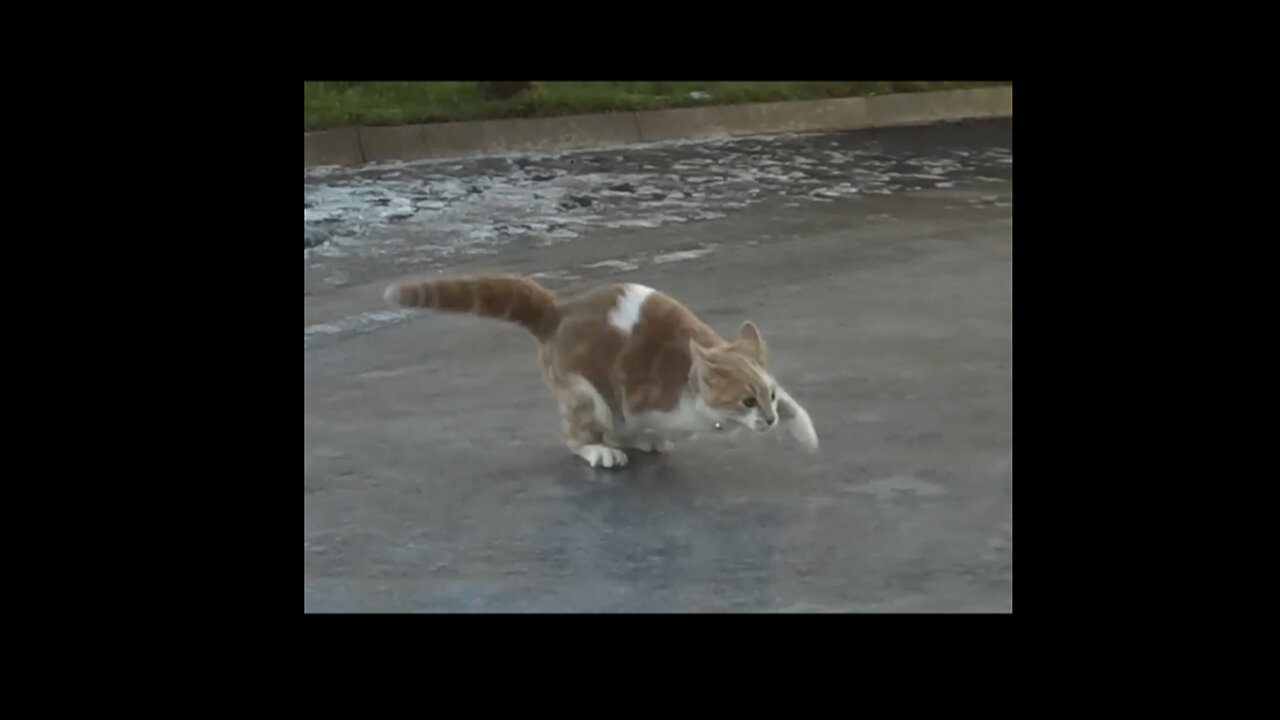 Cat skating on ice #animals #cute #cat #ice #winter #fun #viral