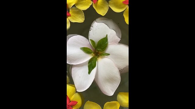 Flower 🌺