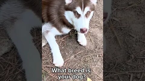 He’s a pure bred GOOD BOY❤️ #husky #huskypuppy #puppy #huskies #puppies #siberianhusky #shorts