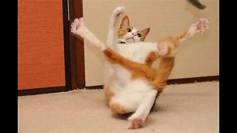 Sounds that attract cats - Meow to make cats come to you
