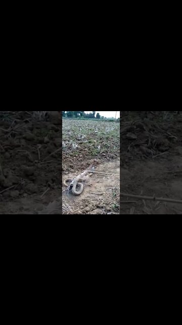Spectacle Cobra Rescue short | Snake helpline | Snake rescue | Snake lover |#shorts #youtubeshort