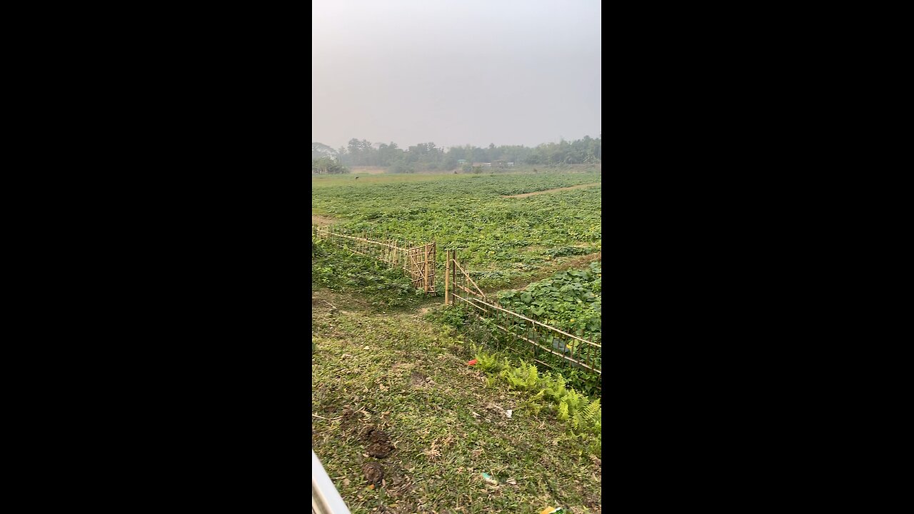 Pumpkin garden
