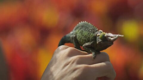 Person Holds Chameleon