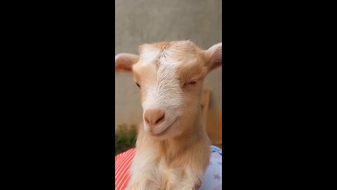 Cute goat