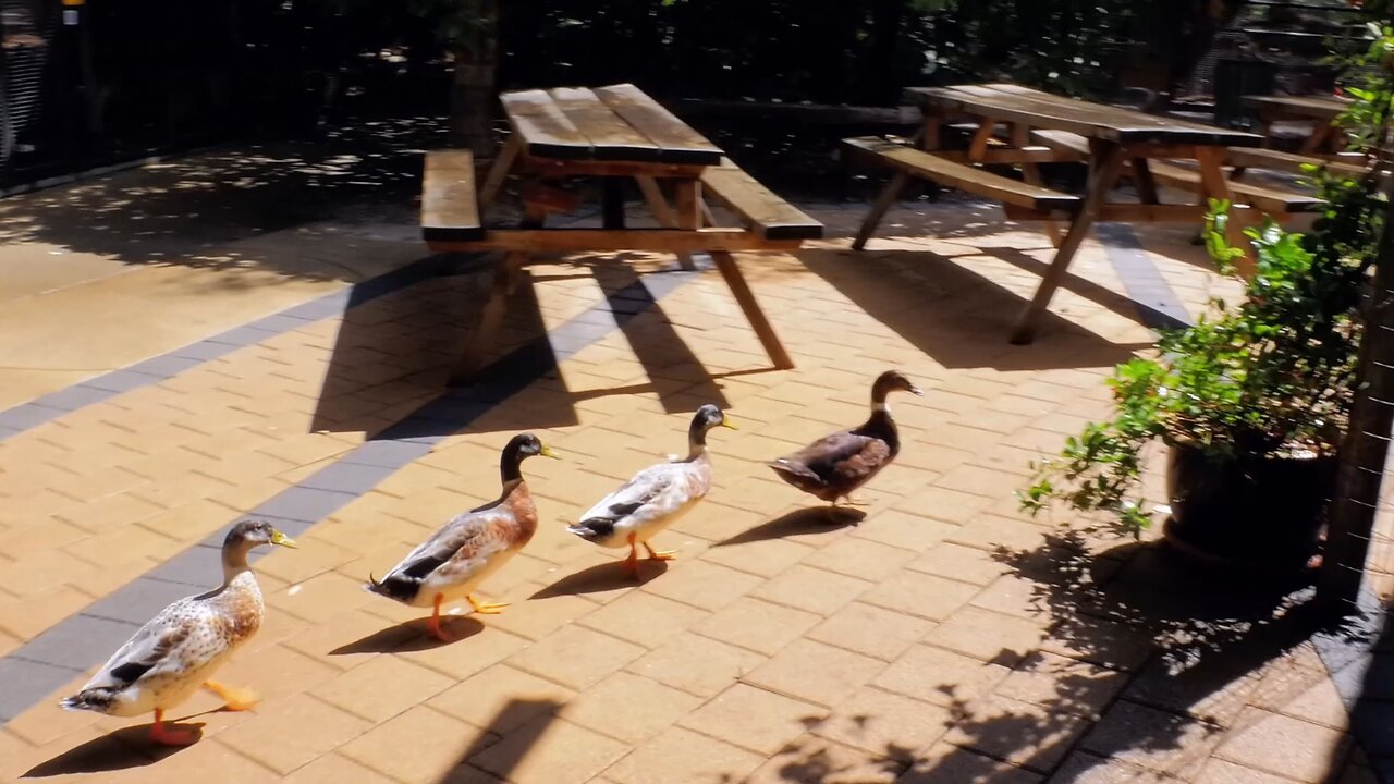 Duck Parade Delight Waddling Wonders at Peel Zoo Western Australia