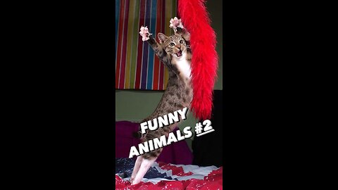 FUNNY ANIMALS, CATS, DOGS AND OTHERS №2