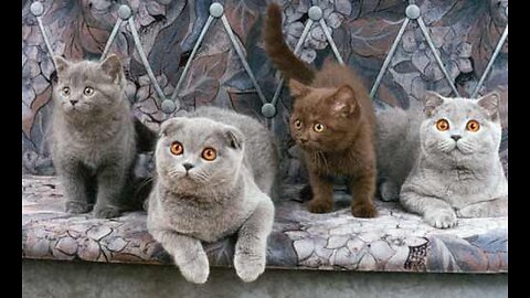 Funniest Animals 2023 😂 Funny Dogs and Cats Videos 😺🐶