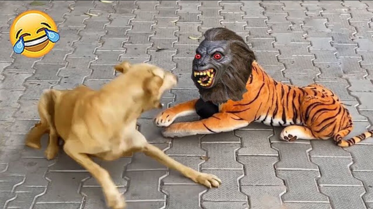 Try Not to Laugh at These Funny Animals Videos! (Ultimate)