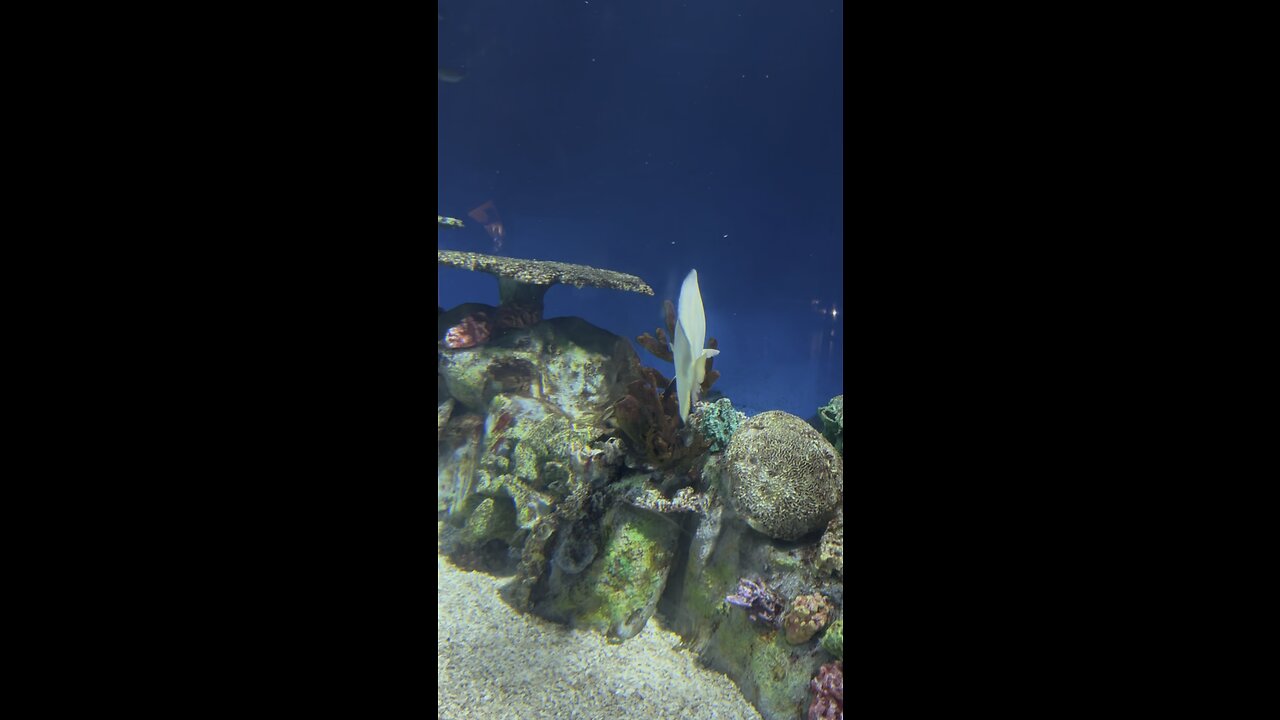 Aquarium
