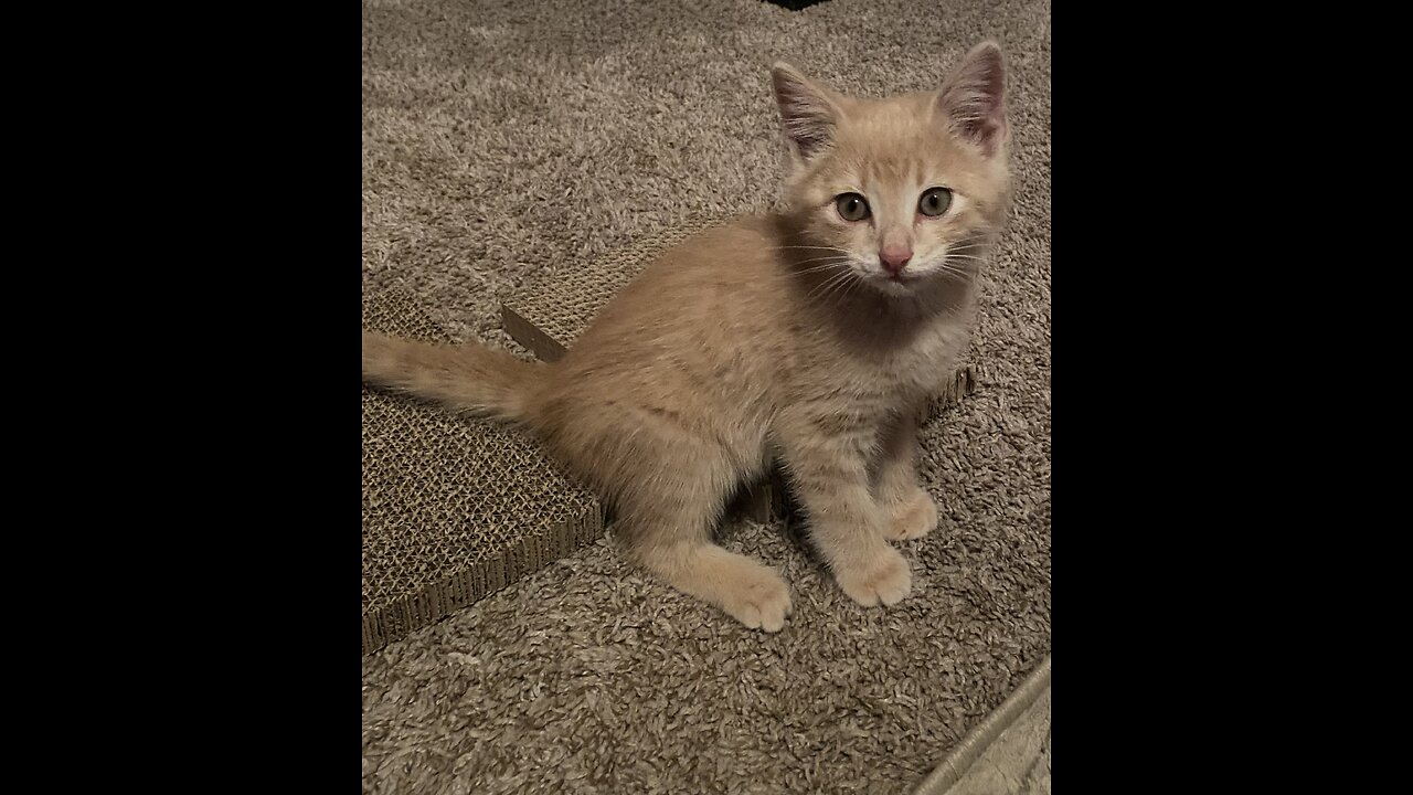 Don’t look away in a fight (kittens playing)