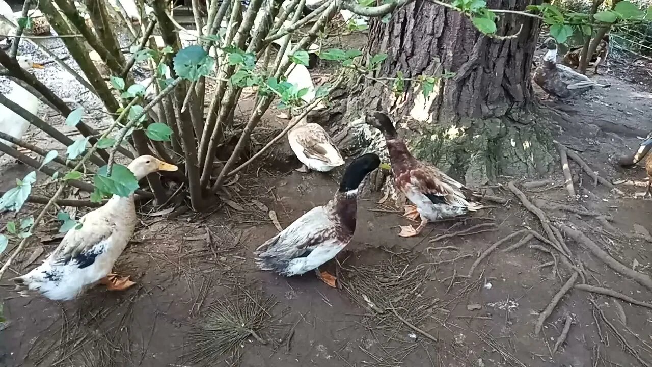 Some mixed breed ducks just relaxing before bed 18th June 2021