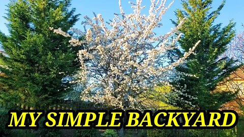 MY SIMPLE BACKYARD🇺🇸