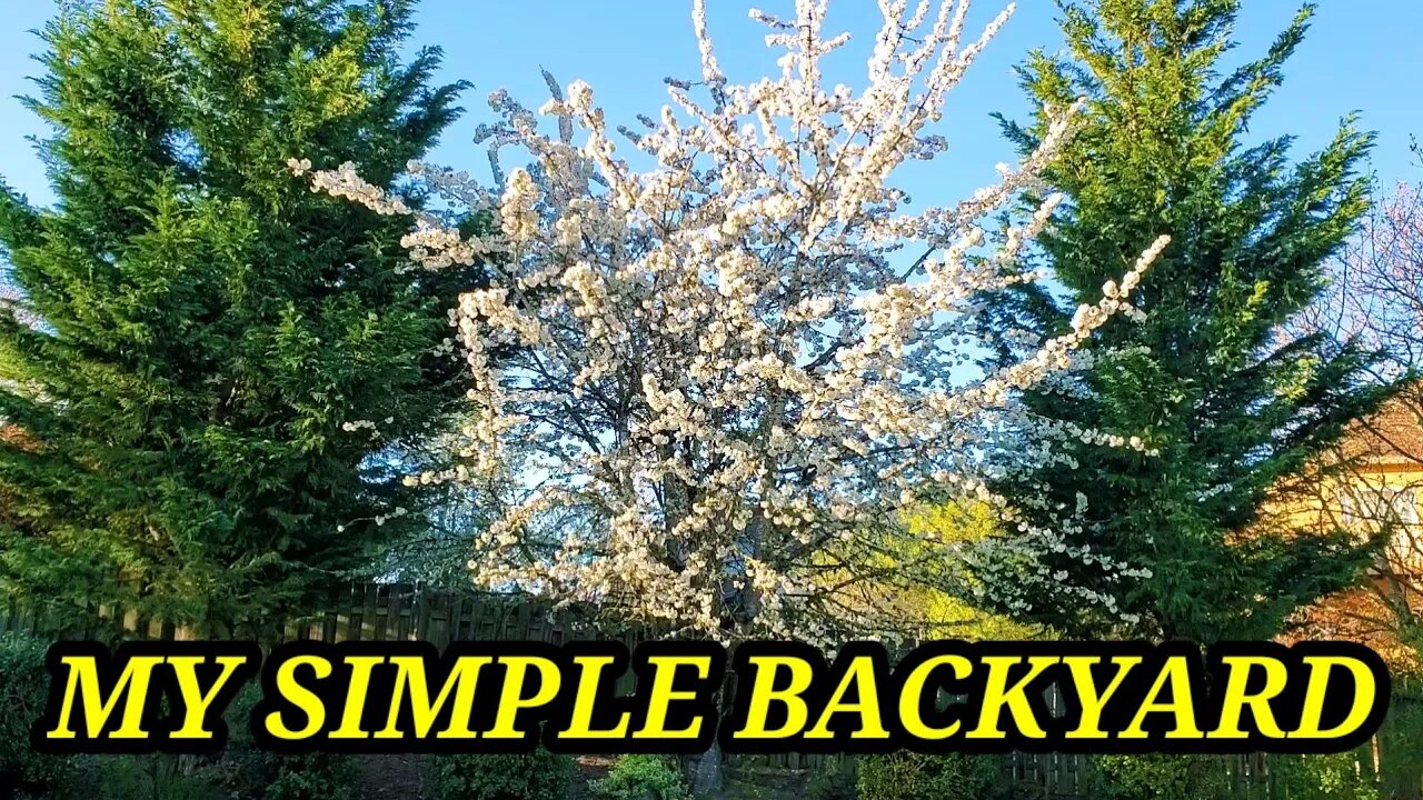 MY SIMPLE BACKYARD🇺🇸