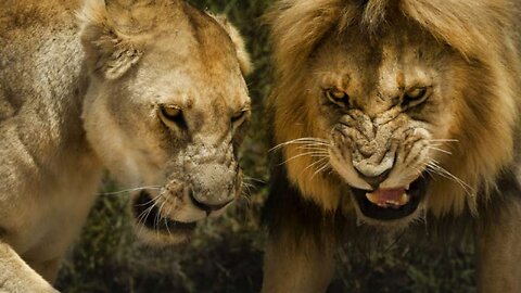 Watch this lion's strategy of conquering prey, unlike hyenas and crocodiles