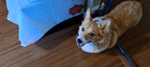 Corgi wants some cake