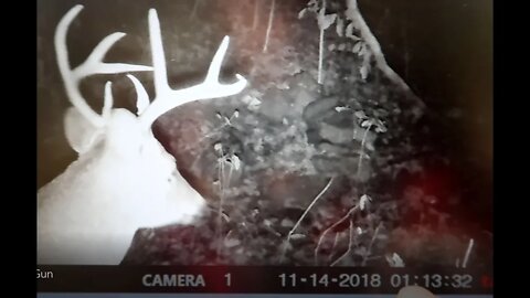 Checking the Trail Cameras - Day before gun season